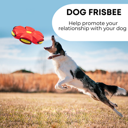 pawsh Dog Frisbee